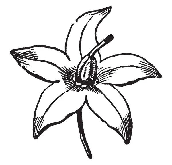 Showing Picture Bittersweet Wheel Shape Flower Five Petals Vintage Line — Stock Vector