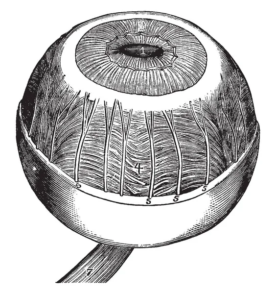 Questa Illustrazione Rappresenta Iris Ciliary Muscle Choroid Illustrazione Vintage Line — Vettoriale Stock