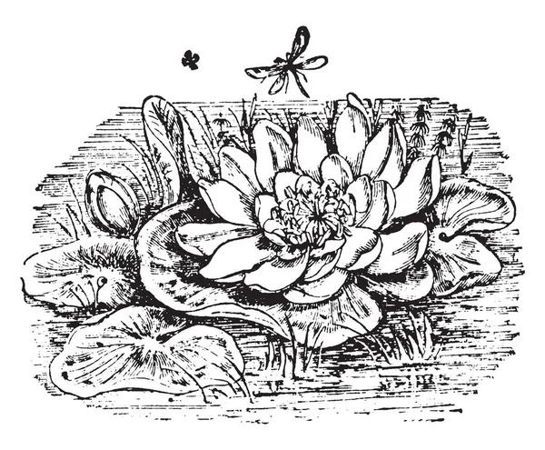 Nilüfer Çiçekleri Victoria Regia Kraliçe Victoria Vintage Çizgi Çizme Veya — Stok Vektör