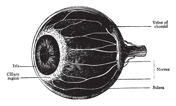 Ezen Ábrán Képviseli Choroid Sugártest Írisz Vintage Vonalas Rajz Vagy — Stock Vector