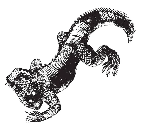 Iguana Est Genre Lézards Herbivores Originaire Des Régions Tropicales Mexique — Image vectorielle