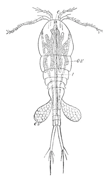 Cyclops One Commest Fresh Water Crustacea Vintage Line Drawing Engraving — Stock Vector
