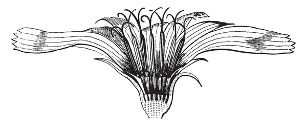 一幅画显示 Chickory 这朵花分为纵向和扩大 复古线条画或雕刻插图 — 图库矢量图片