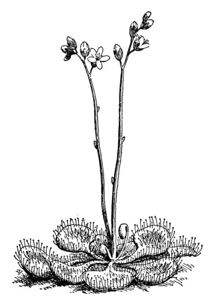 Obraz Który Pokazuje Drosera Rotundifolia Jest Roślina Mięsożerna Jest Gatunek — Wektor stockowy