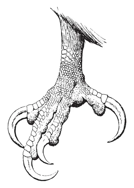 Диаграмма Представляет Собой Коготь Лысого Орла Рисунок Винтажной Линии Гравировка — стоковый вектор