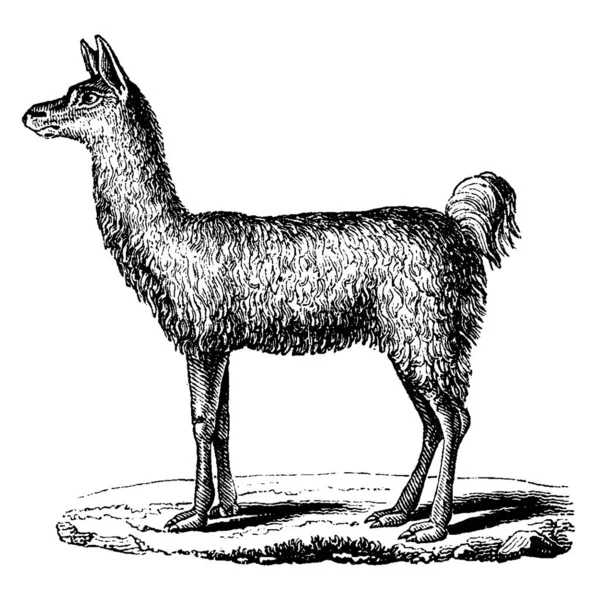 Lama Ilustración Grabada Vintage Historia Natural Los Animales 1880 — Vector de stock