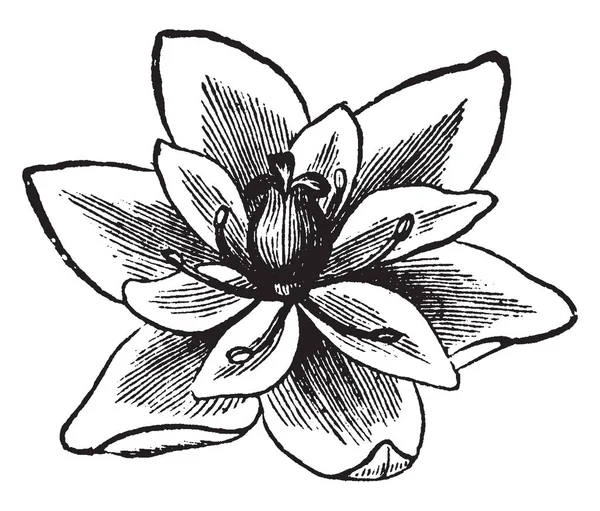 Картина Цветка Пипсишевы Лунное Семя Цветки Имеют Два Слоя Лепестков — стоковый вектор