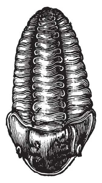 Calymene Yang Sering Diawetkan Dengan Baik Dalam Keadaan Fosil Gambar - Stok Vektor