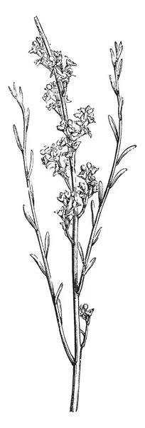Osyris 阿尔巴 公用名 Osyris 是一个小多年生植物在属果是红和豌豆大小 叶子是可选的 一英寸长的茎 牛群生长在三至四英尺长 复古线条画或雕刻插图 — 图库矢量图片