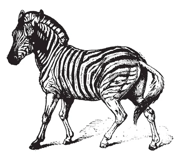 Zebry Jsou Několik Druhů Afrických Koňovitých Spojeni Jejich Charakteristické Černou — Stockový vektor
