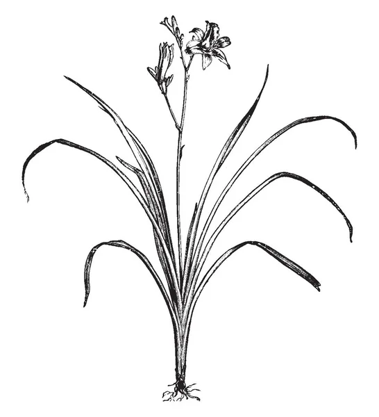 画像は デイリリーを見せています デイリリー キスゲの共通名です それは華やかな花の栽培 ビンテージの線描画や彫刻イラスト性の温帯気候で観賞用植物として非常に広く栽培されます — ストックベクタ