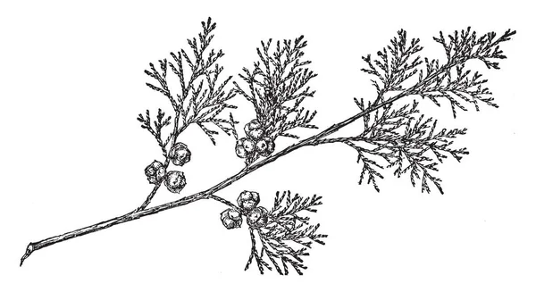 Agit Une Section Cyprès Blanc Atlantique Scientifiquement Aussi Connu Sous — Image vectorielle