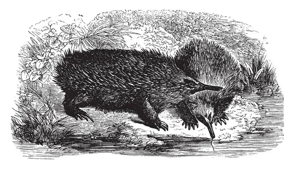 Porcupine Anteater Για Την Οποία Ισχυρά Νύχια Είναι Αξιοθαύμαστα Προσαρμοσμένα — Διανυσματικό Αρχείο