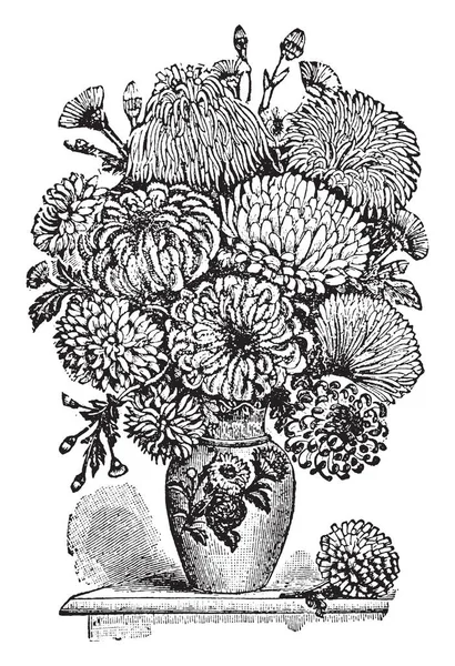 Une Plante Ornementale Cultivée Pour Leurs Riches Têtes Fleurs Nuances — Image vectorielle