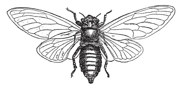 Cicada 年代插队原产于加拿大和美国 复古线条绘制或雕刻插图 — 图库矢量图片