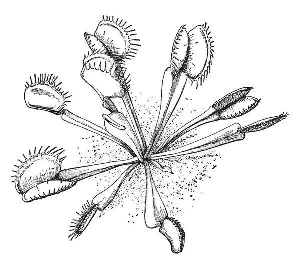 Les Feuilles Plante Sont Comme Deux Disques Fixés Structure Des — Image vectorielle