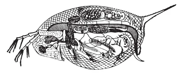 Daphnien Ist Eine Gattung Kleiner Planktonischer Krebstiere Vintage Linienzeichnung Oder — Stockvektor