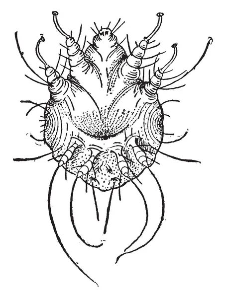 Itch Mite Conocido Como Ácaro Costra Los Ácaros Adultos Son — Vector de stock