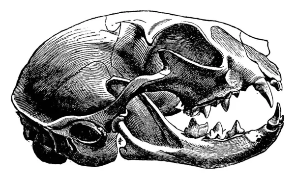 Crâne Chat Illustration Gravée Vintage Vie Dans Nature 1890 — Image vectorielle