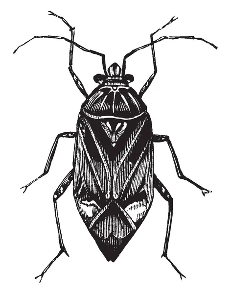 Phytocoris Que Tiene Pico Que Extiende Mitad Del Abdomen Dibujo — Vector de stock