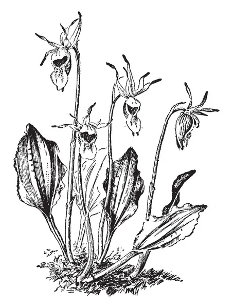 Calypso Borealis Bir Nadir Güzel Çiçekli Bitkidir Pembe Çiçek Yaprakları — Stok Vektör