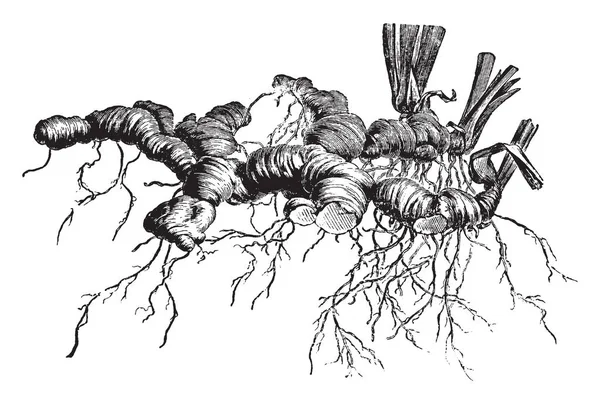 在这张图片中 据说德国鸢尾花的根状茎是在地面上制造的 根状茎不应覆盖土壤 因为在冬天 他们会腐烂 复古线条画或雕刻插图 — 图库矢量图片