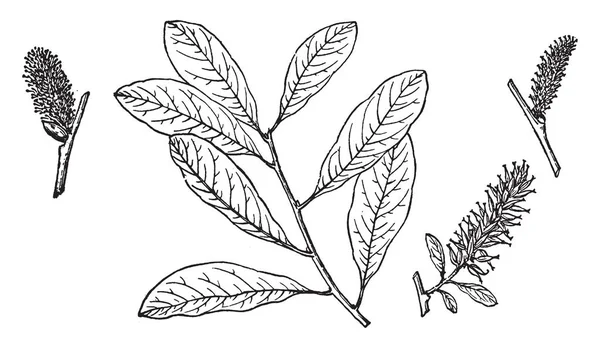 Salix Nuttallii의 분기의 그림입니다 그것은 일반적으로 고도에서 줄기와 줄기는 빈티지 — 스톡 벡터