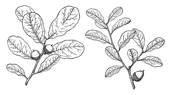 Imagen Muestra Rama Myrtle Oak Roble Mirto Originario Del Sureste — Archivo Imágenes Vectoriales