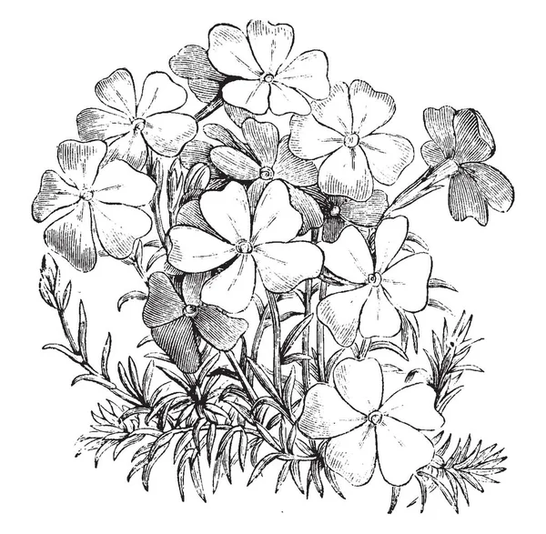 Voici Une Image Des Branches Florifères Phlox Subulata Nivalis Est — Image vectorielle