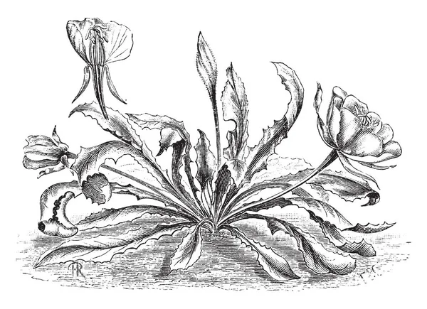 직경에서 한입니다 그것은 바늘꽃과의 속입니다 일반적인 이름은 달맞이꽃 빈티지 — 스톡 벡터