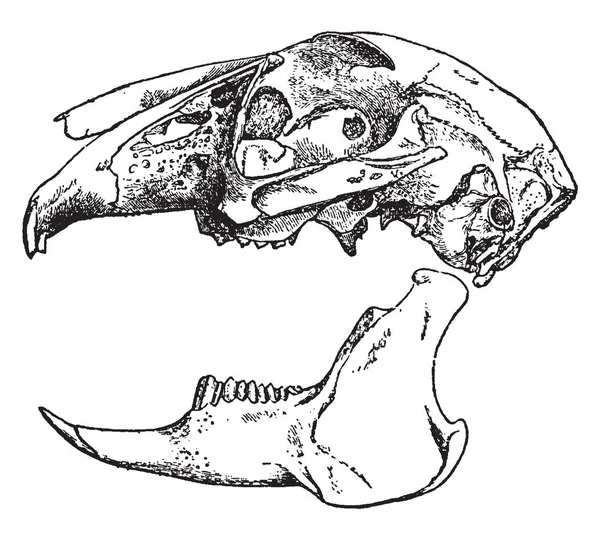 Lepus Timidus Con Clavicole Imperfette Arti Posteriori Allungati Coda Corta — Vettoriale Stock