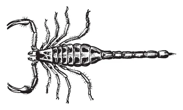蝎子被发现在温暖的气候达到他们最大的规模在热带美洲和非洲 复古线条画或雕刻插图 — 图库矢量图片