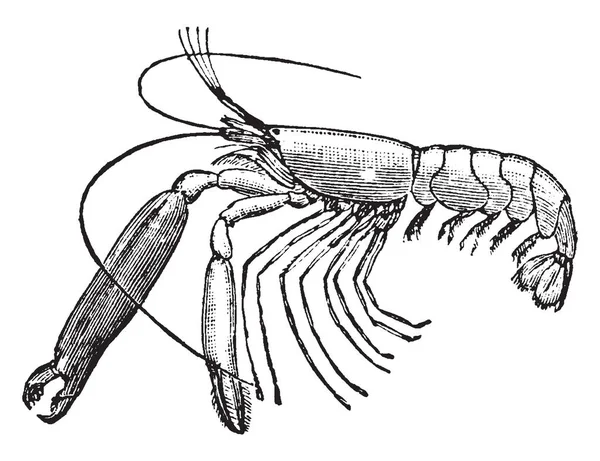 Camarones Rojos Tipo Familia Alpheid Dibujo Línea Vintage Ilustración Grabado — Vector de stock