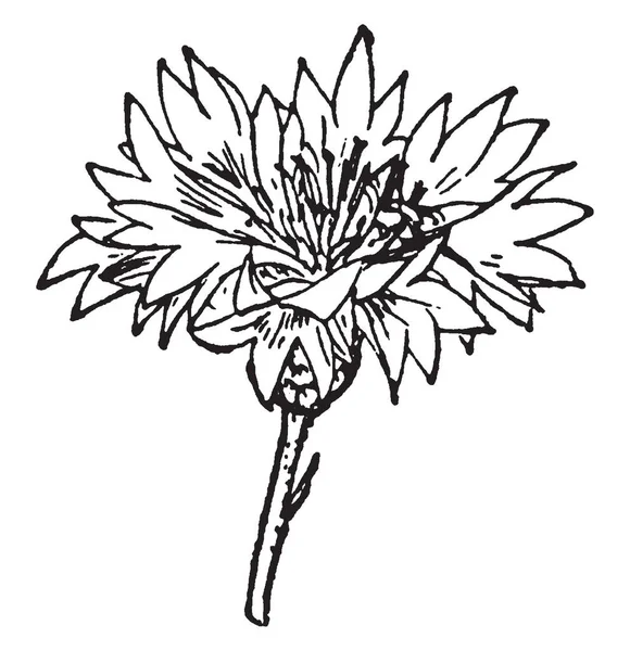 Una Foto Muestra Capitulum Este Capitulum Cornflower Anatomía Flor Compuesta — Vector de stock
