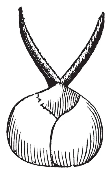 Этом Рисунке Изображен Зрелый Цветок Шелковицы Рисунок Винтажной Линии Гравировка — стоковый вектор