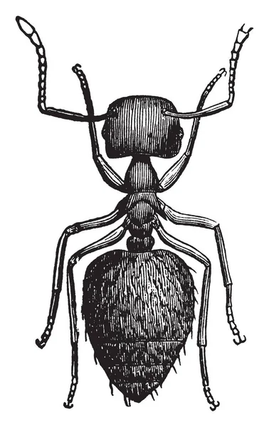Crematogaster Ant Que Grande Trabalhador Desenho Linha Vintage Gravura Ilustração — Vetor de Stock