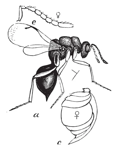 Female Chalcid Wasp Parasitoide Família Chalcididae Com Desenho Gravura Linha —  Vetores de Stock