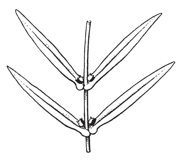 Una Imagen Muestra Planta Ammannia Las Hojas Son Pequeñas Largas — Vector de stock