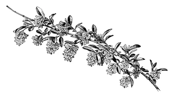 Pflanzenscanner Bild Vektorillustration — Stockvektor