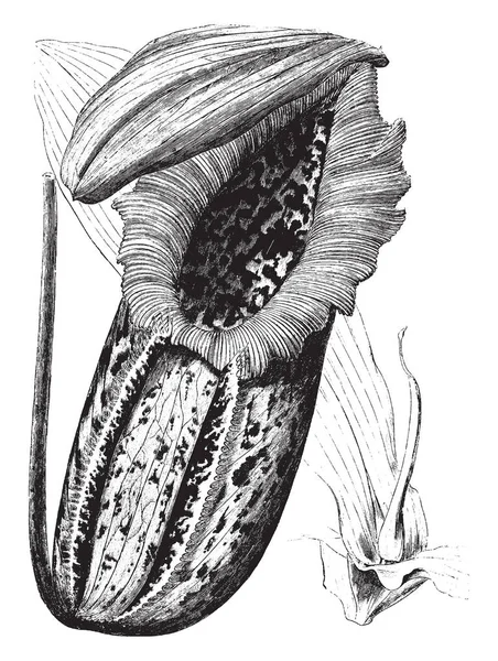 Estas Plantas Jarra Son Color Púrpura Manchado Desde Interior Son — Archivo Imágenes Vectoriales