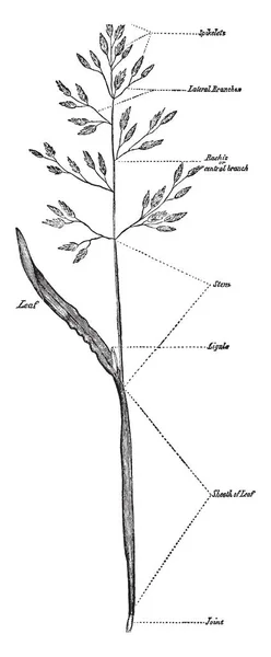 Изображение Показывающее Годовую Траву Копья Стебель Длинный Тонкий Ветви Растут — стоковый вектор