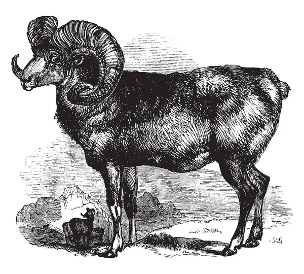 アルガリは中央アジア ビンテージの線描画や彫刻イラストの高地を移動する野生の羊 — ストックベクタ