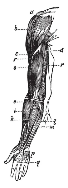 Denna Illustration Representerar Armmuskler Vintage Linje Ritning Eller Gravyr Illustration — Stock vektor