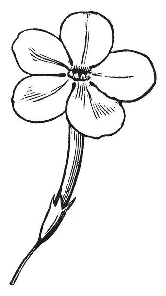 Квітці Ять Пелюсток Розмір Квітки Особливо Привабливий Глибоко Всередині Квіткових — стоковий вектор