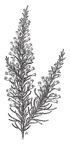 ファビアナ渦状家族ナス科 畑を乾燥するネイティブはチリとアルゼンチンの斜面で開花植物の種であります 成長して背が高く それは霜ハーディ ヴィンテージの線描画や彫刻イラスト — ストックベクタ