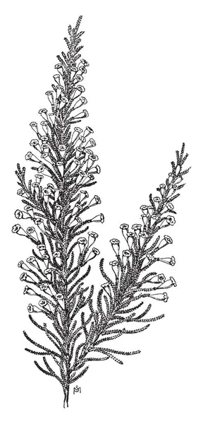 Fabiana Imbricata Een Geslacht Van Bedektzadigen Familie Van Solanaceae Inheems — Stockvector