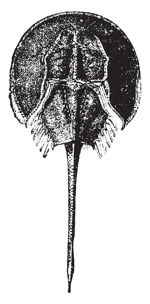 カブトガニ ヴィンテージには 図が刻まれています 1880 動物の自然史 — ストックベクタ