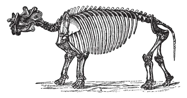 Dinoceras Mirabile Který Velký Silný Vintage Kreslení Čar Nebo Gravírování — Stockový vektor