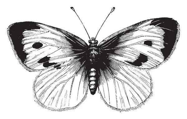 Grote Witte Cabbage Butterfly Heeft Twee Grote Zwarte Vlekken Elke — Stockvector