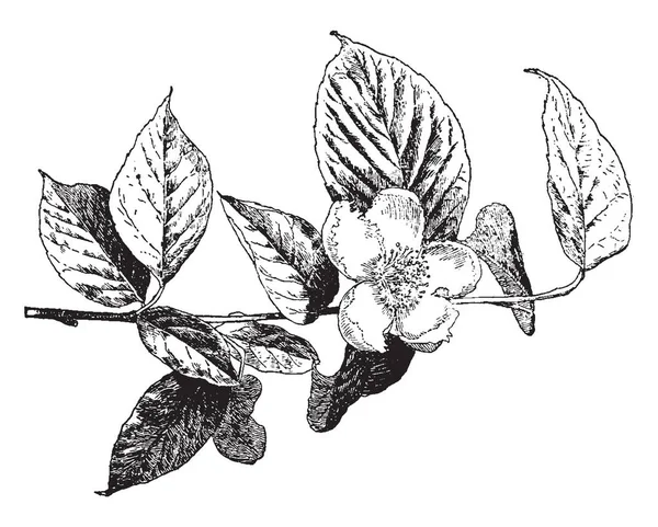 Stewartia Pentagyna 是椭圆形灌木 少数集群是具有强上升分支的集群 白色花卷曲和扇形边缘和无数紫色雄蕊 复古线条画或雕刻插图 — 图库矢量图片